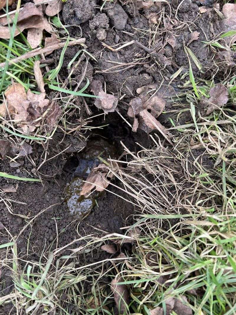 Check For Droppings Near The Holes