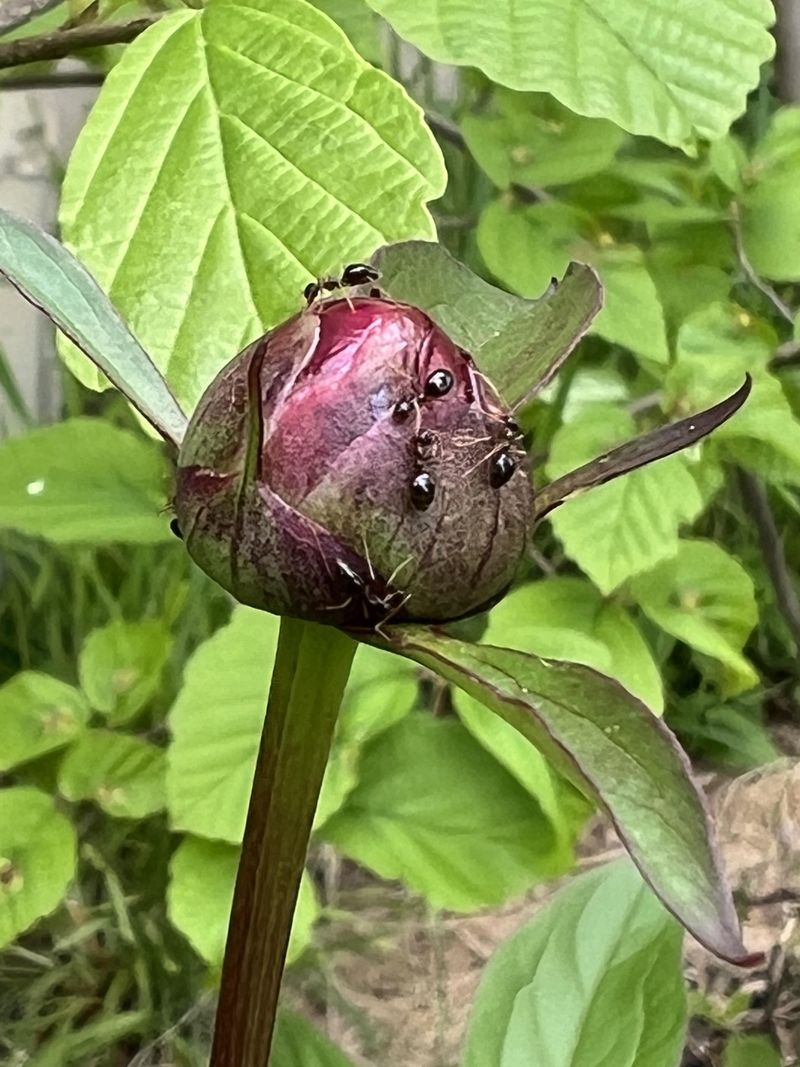 Seed Dispersal