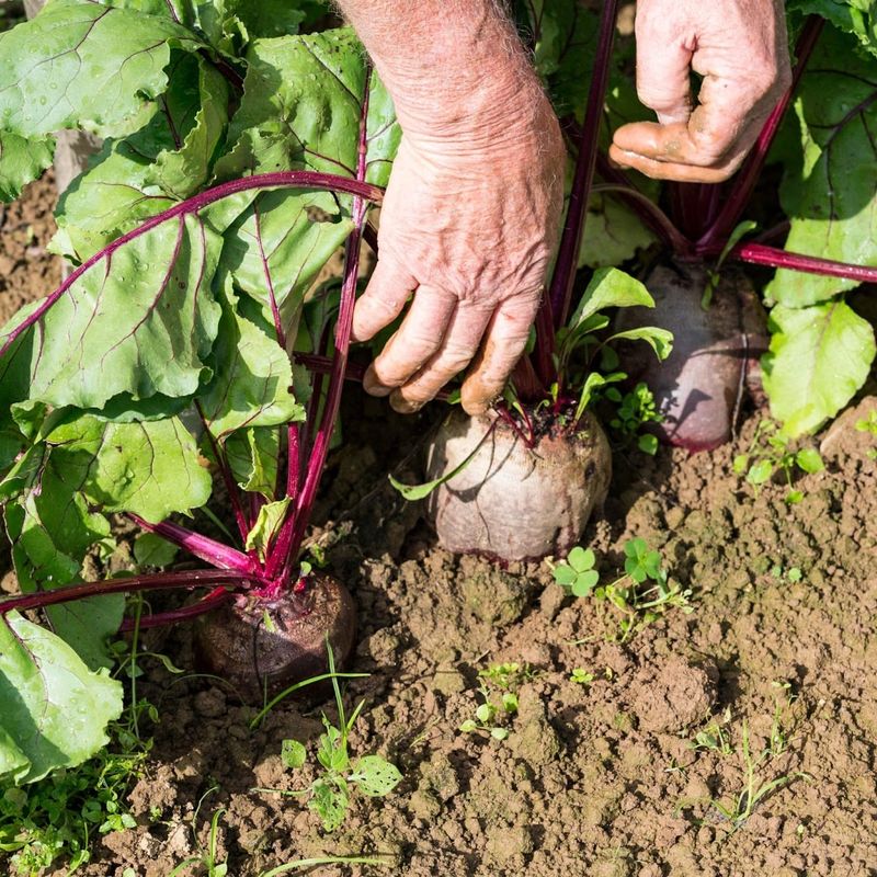 Planting Too Early Or Too Late