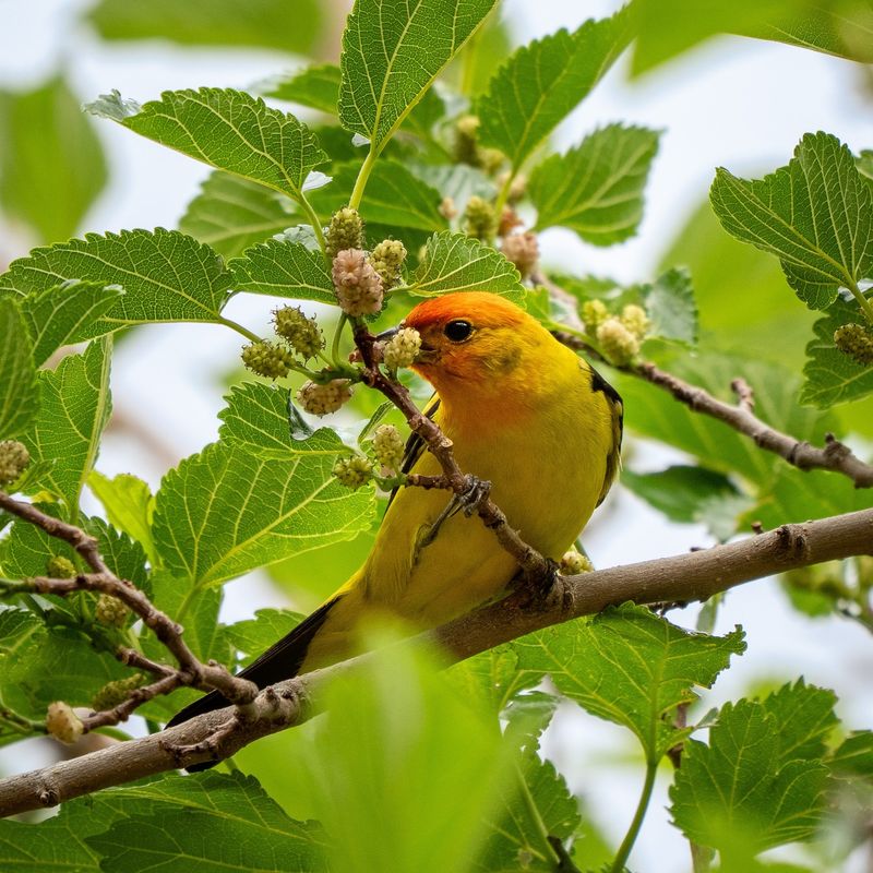 Western Tanager: The Flame-Headed Summer Visitor