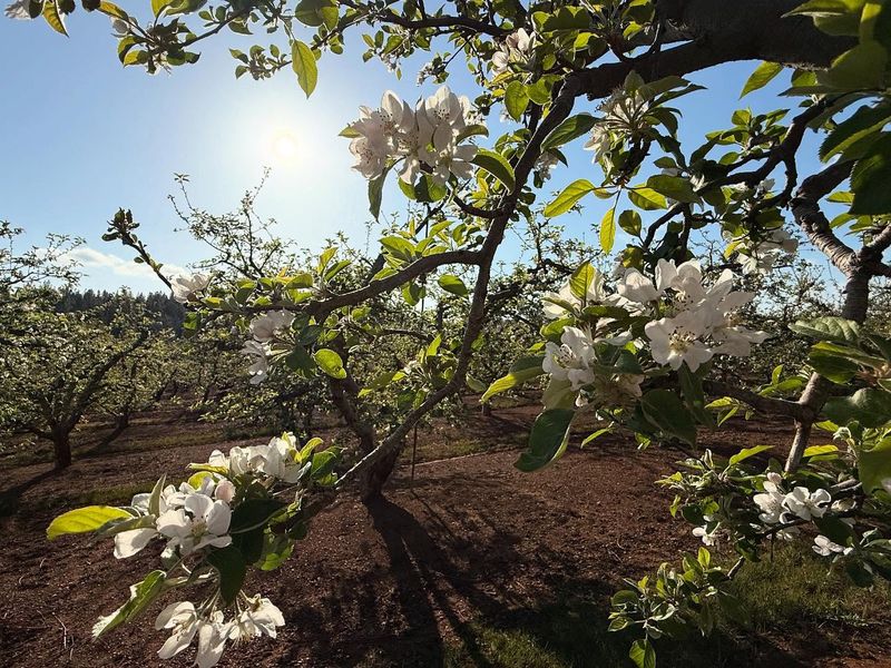 Rainbow Orchards