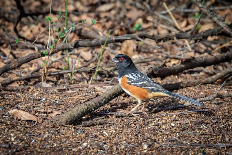 Spotted Towhee: The Leaf-Scratching Ground Bird