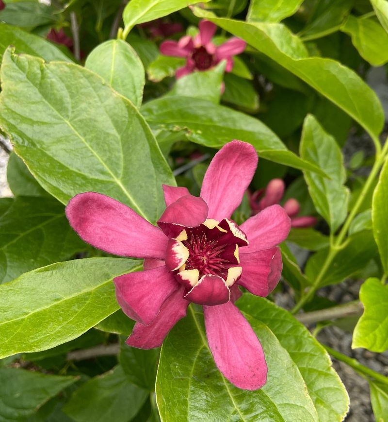 Sweetshrub