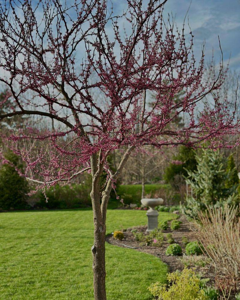 Eastern Redbud