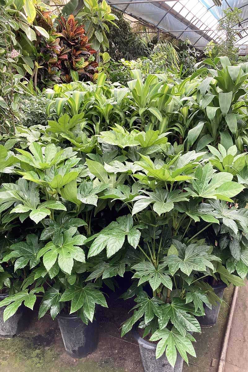 Japanese Aralia
