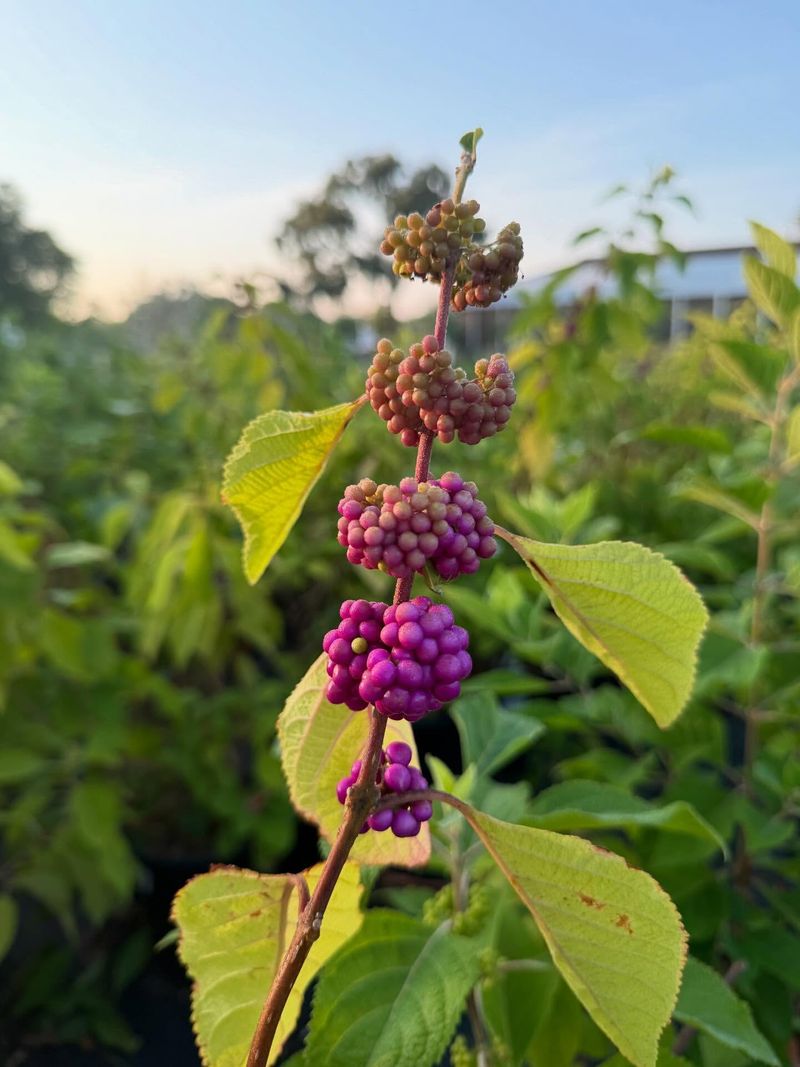 American Beautyberry