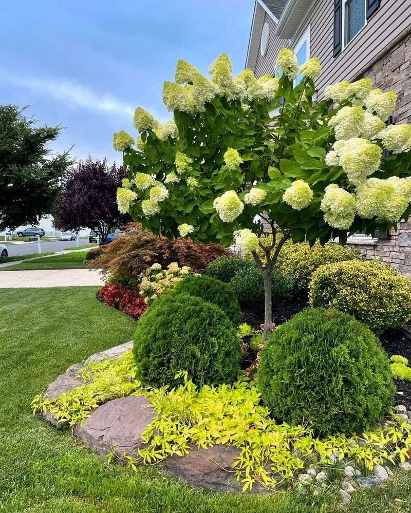 Limelight Panicle Hydrangea