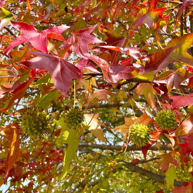 Sweetgum