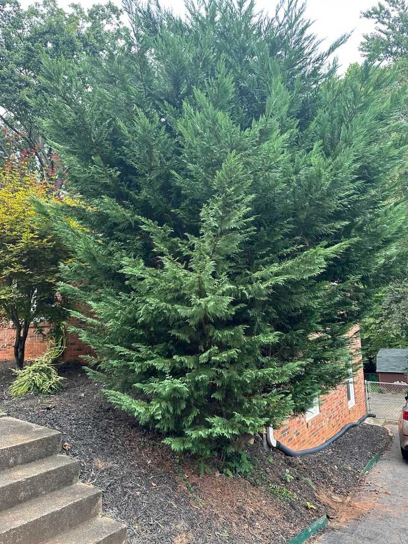 Arborvitae 'Green Giant'