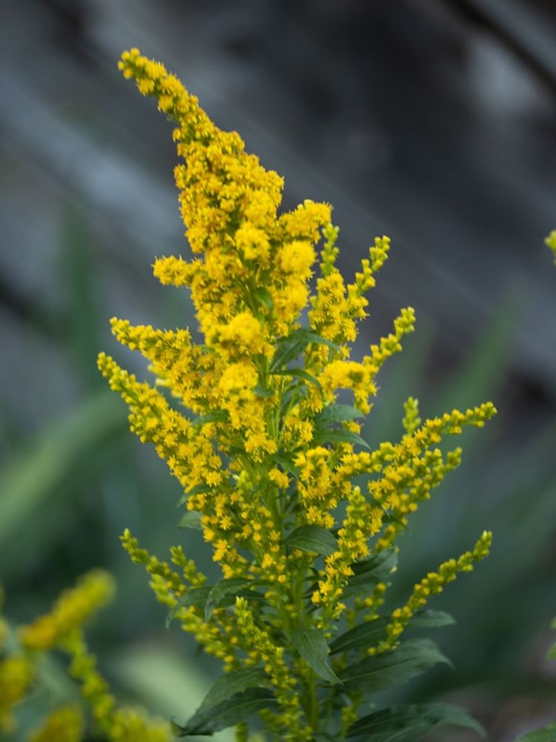 Goldenrod