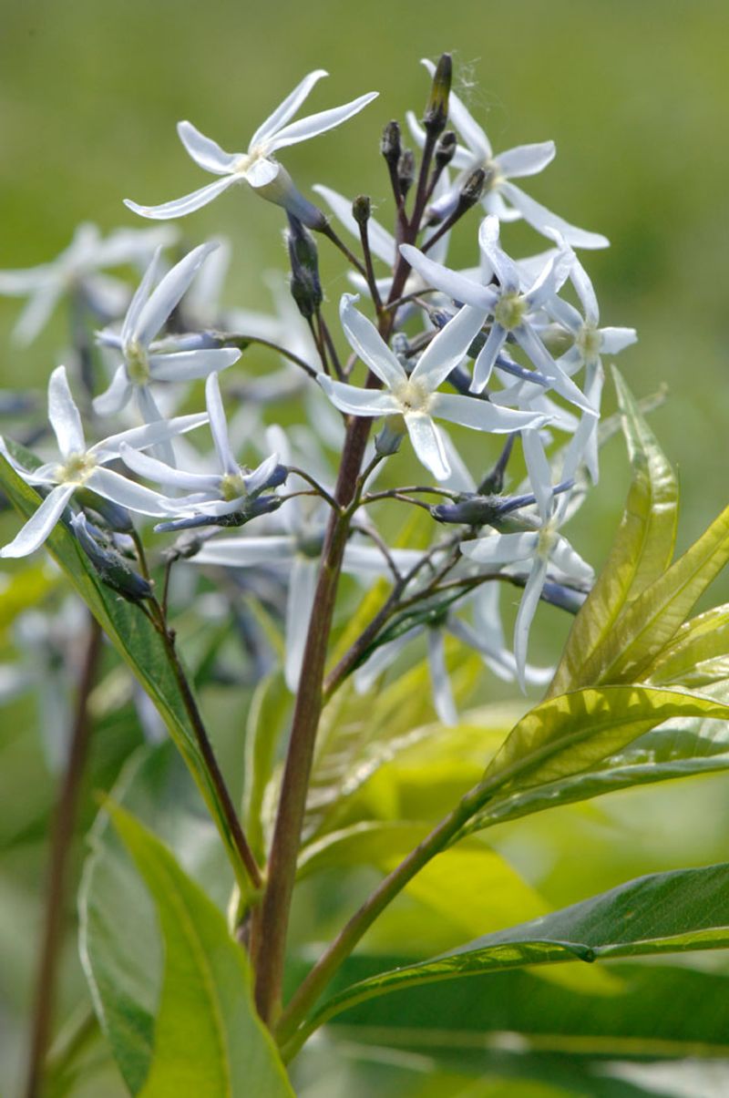 Amsonia (Blue Star)