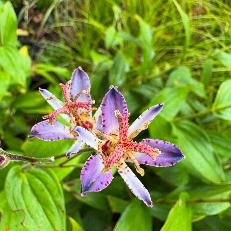 Toad Lily