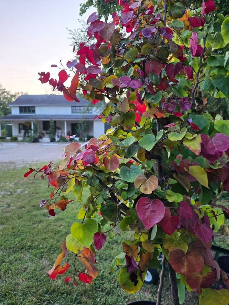 Sumac's Flaming Fall Display