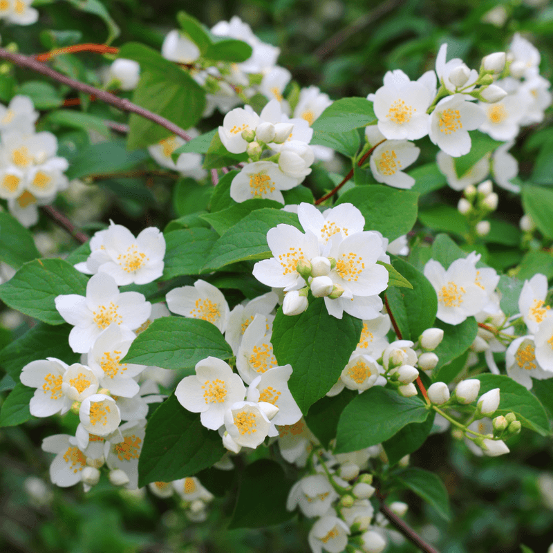 Fragrant Mock Orange For Scented Boundaries