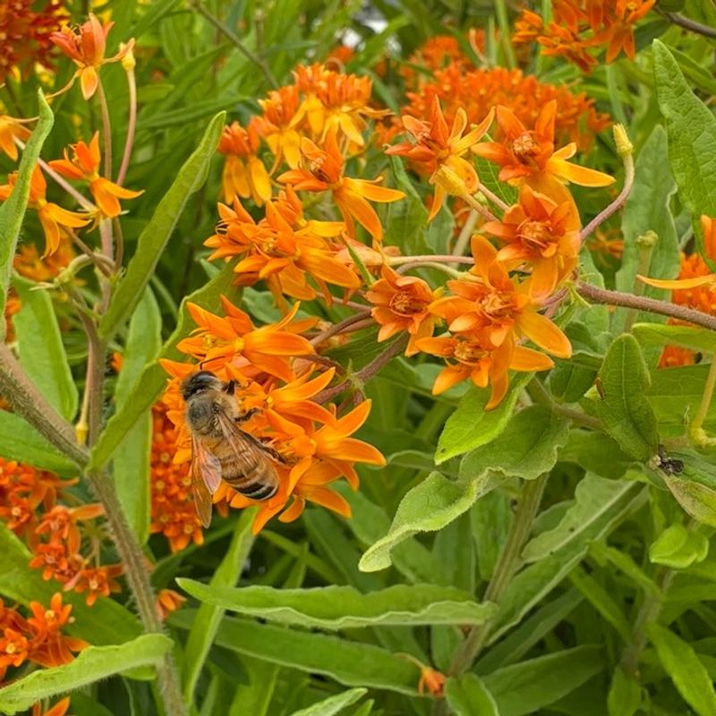 Butterfly Weed: Monarch Magnet with Fiery Orange Blooms
