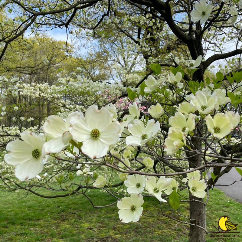 Flowering Dogwood