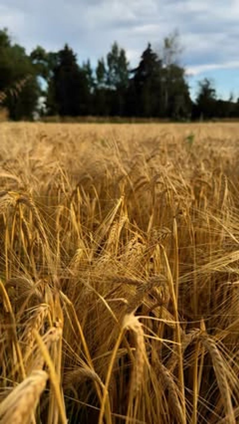 Harvest Timing For Best Flavor