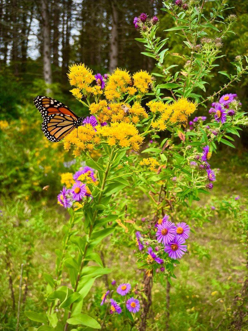 Create Insect-Rich Habitat