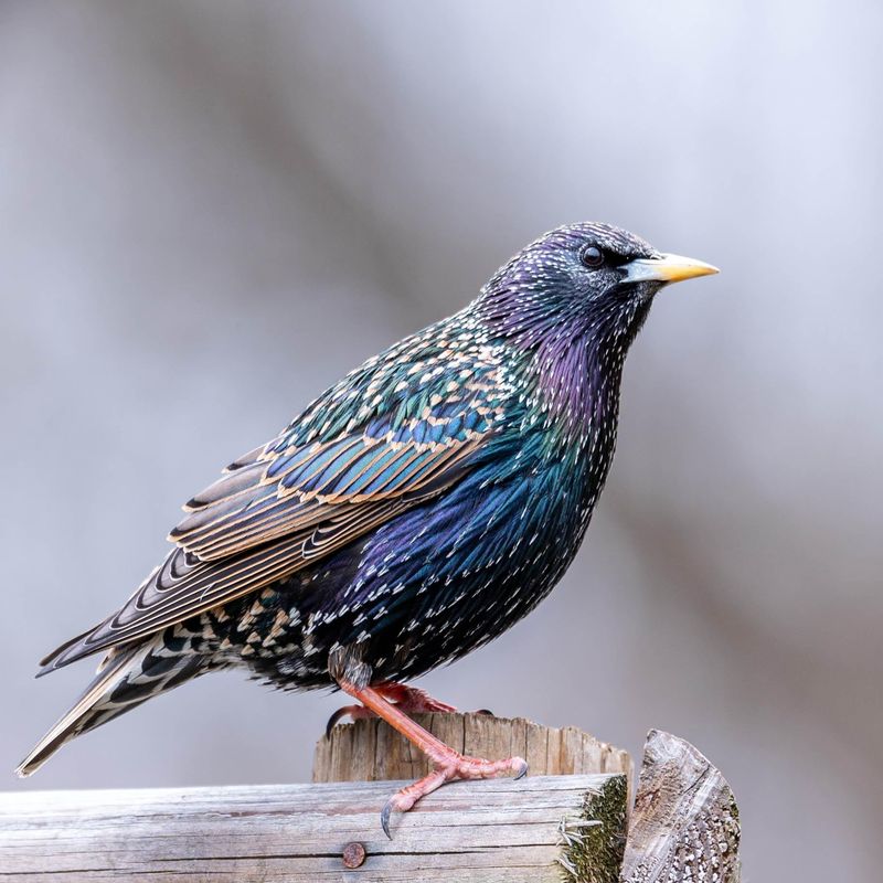 Control Competing Birds