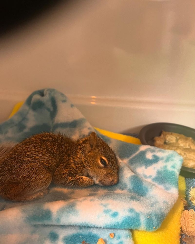 Transport Safely To The Rehabilitator