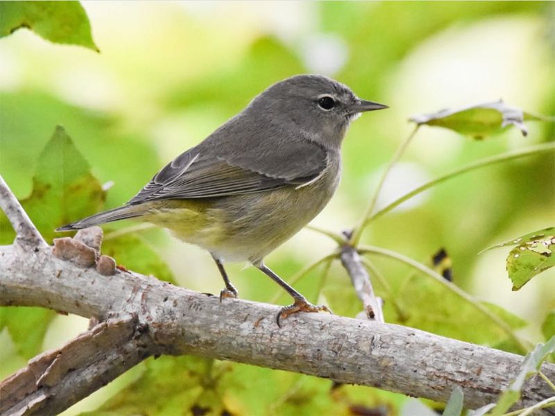 Lower Housing During Non-Breeding Seasons