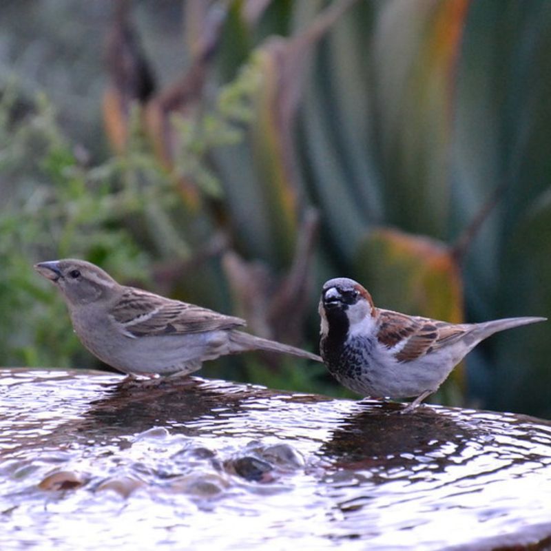Creating Water Features