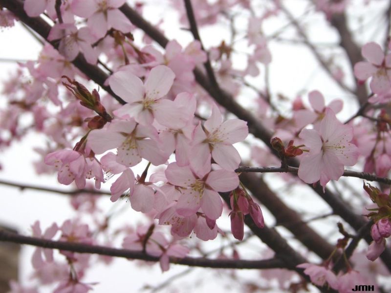 Sargent Cherry In The Cherry Cultivars Area