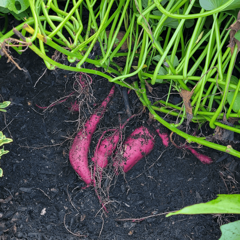 Sweet Potatoes: Underground Treasure