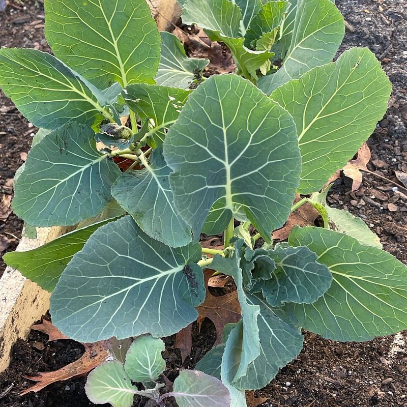 Collard Greens For Year-Round Harvests