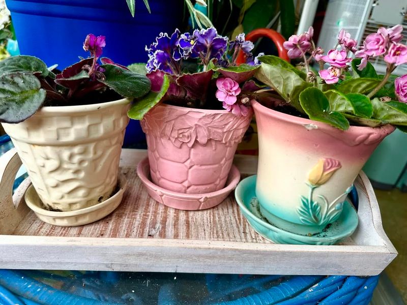 Vintage African Violet Collections