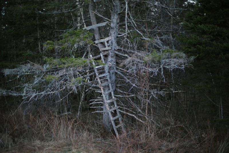 Fallen Branch Debris: Nature's Accidental Traps