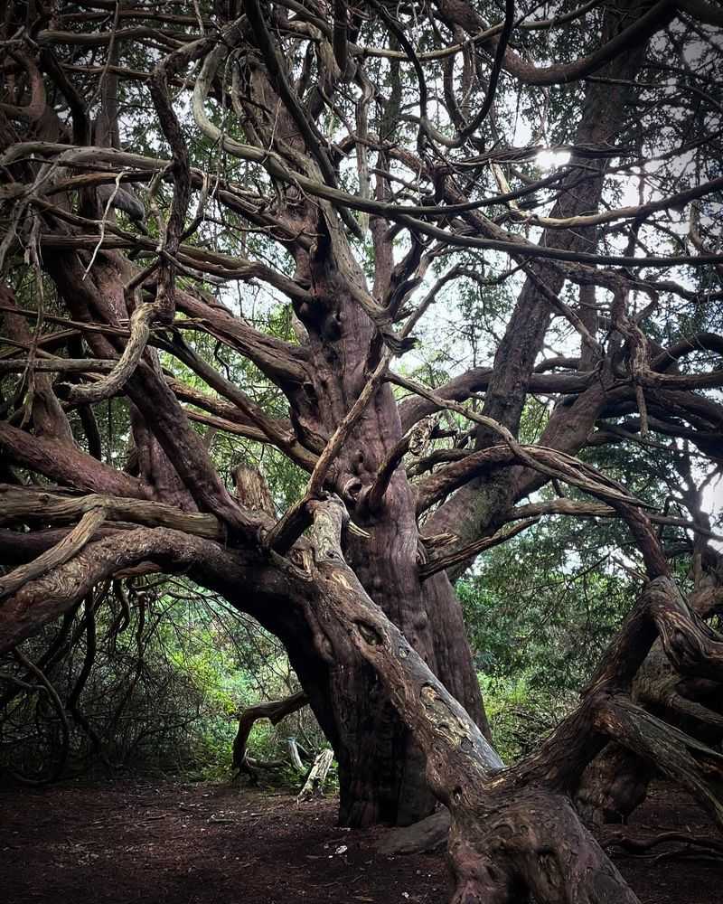 Yew
