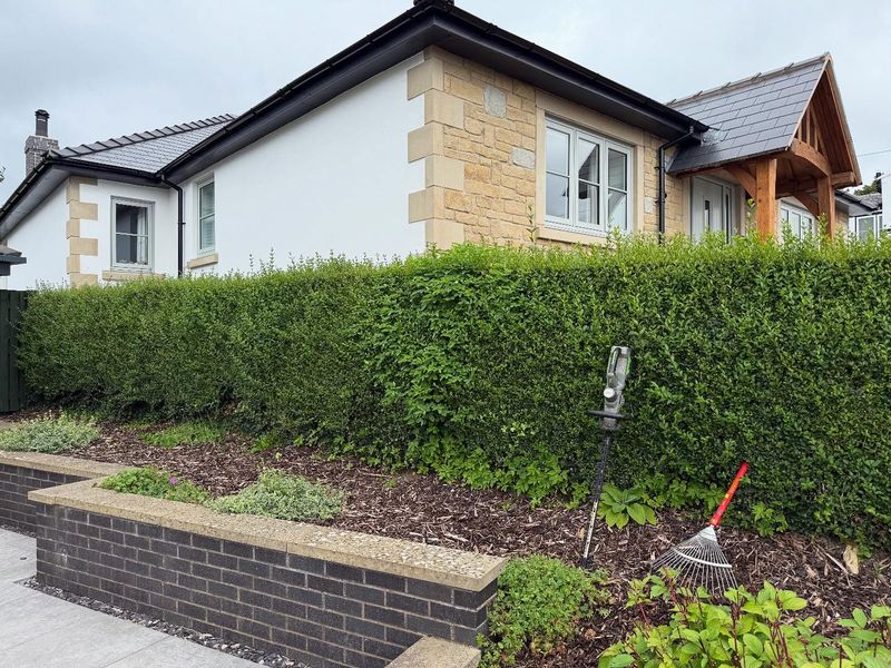 Privet: Classic Hedge with Modern Appeal