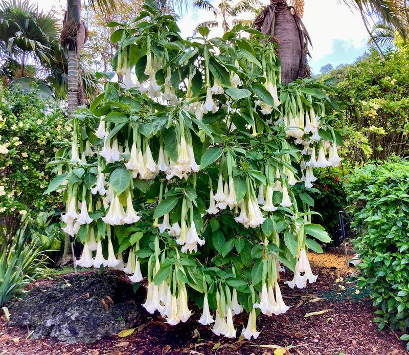 Angel's Trumpet: Hallucinogenic Hazard