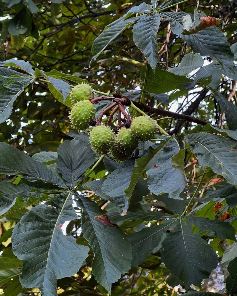 Horse Chestnut (Aesculus hippocastanum)