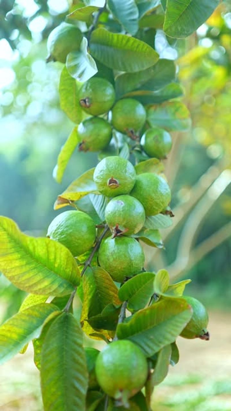 Guava
