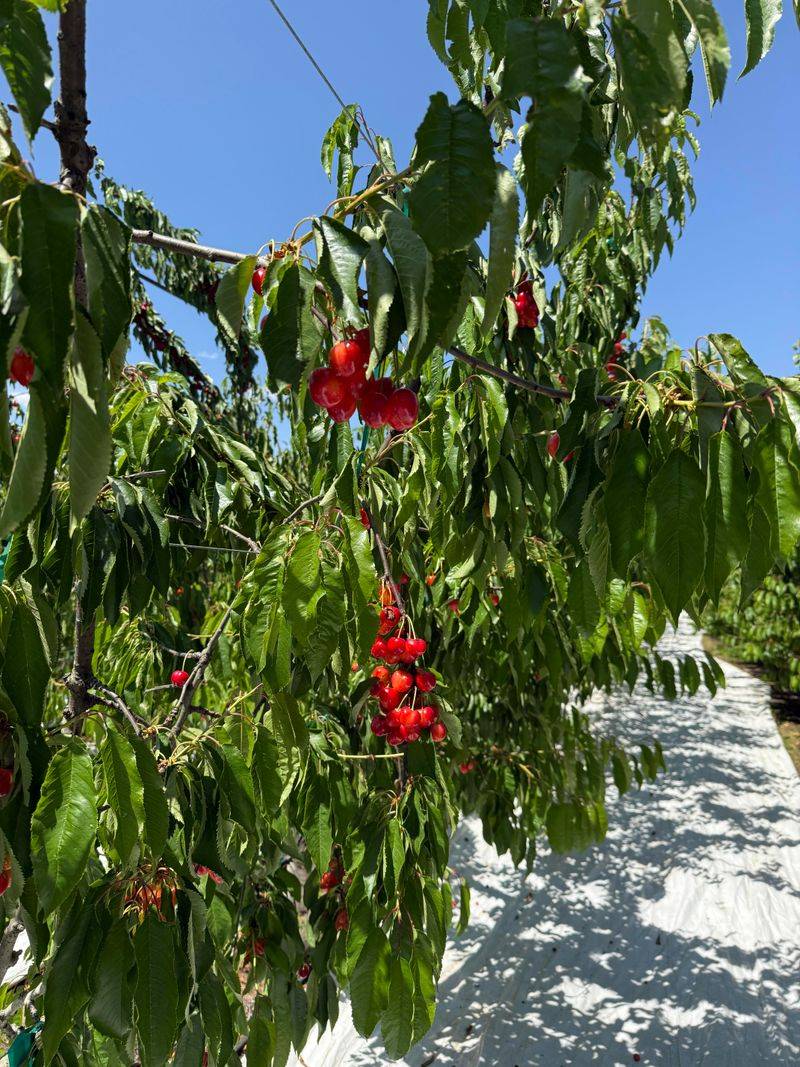 Sweet Cherry
