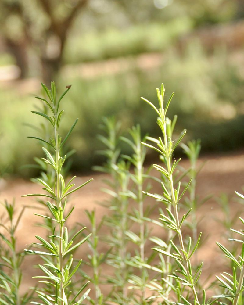 Rosemary