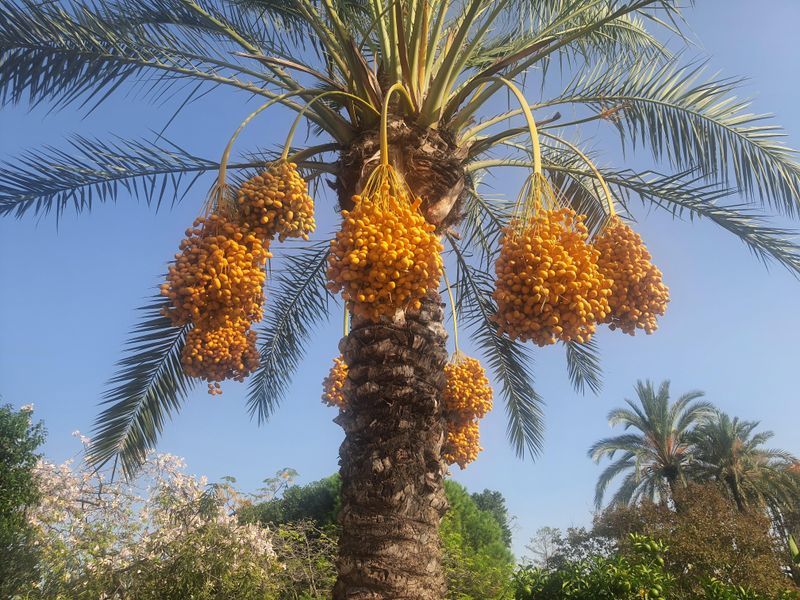 Date Palms