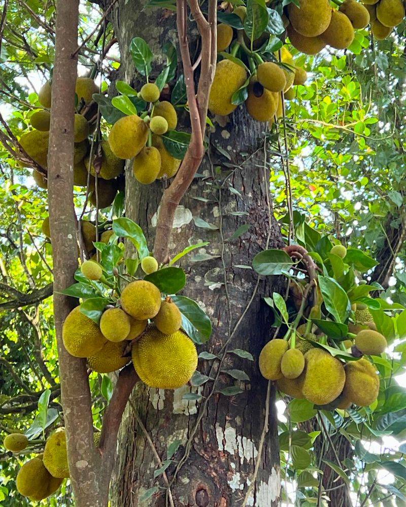 Jackfruit Giants Can't Handle Our Cold Snaps