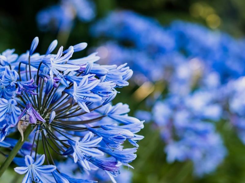 Agapanthus (Lily Of The Nile)
