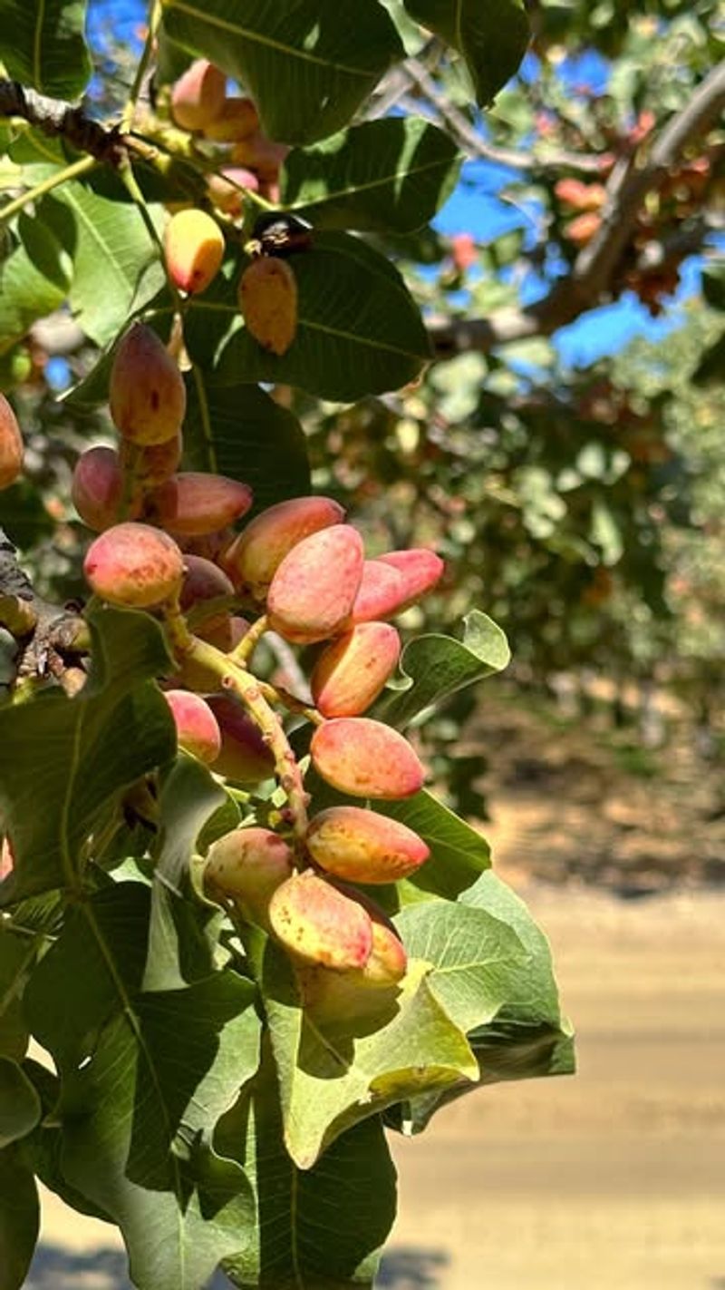 Pistachio Trees