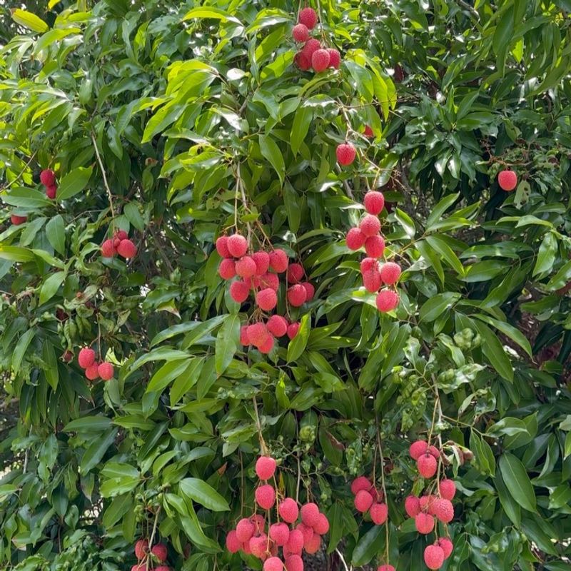 Lychee