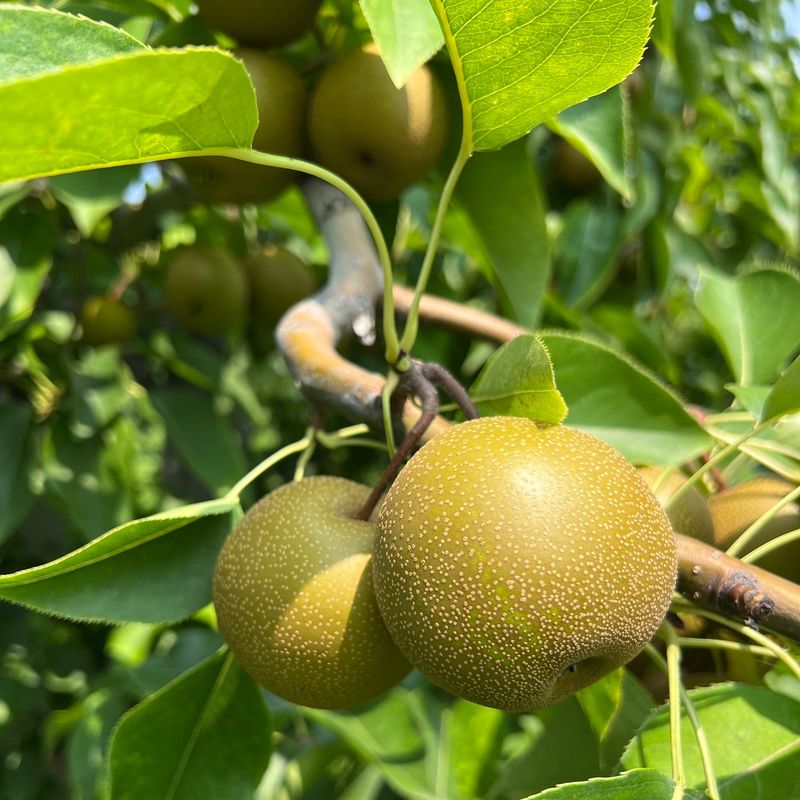 Asian Pears: Crisp Apple-Like Treasures