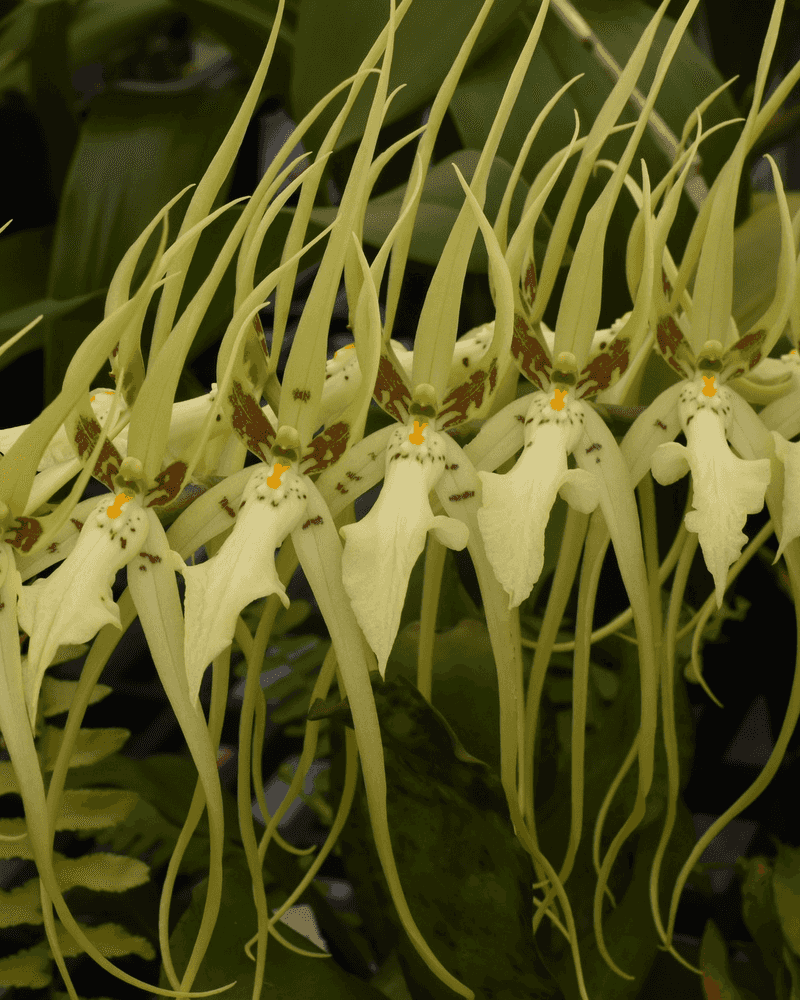 Brassia Verrucosa