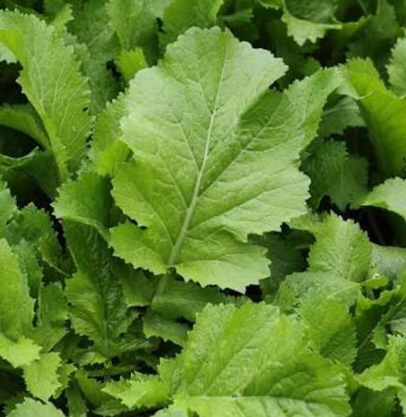 Mustard Greens For Spicy Additions