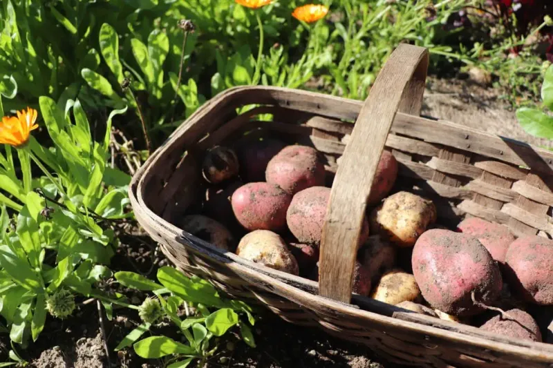Potatoes: Underground Treasures For Your Pantry