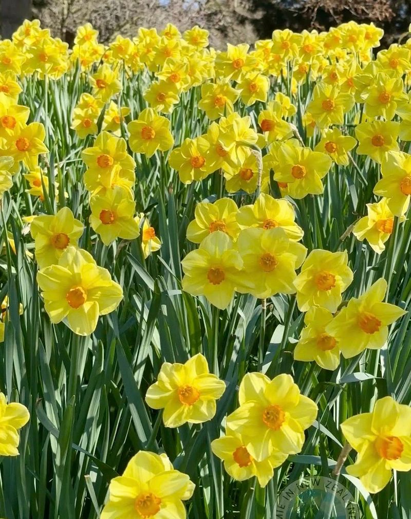 Daffodils: Beautiful Barriers