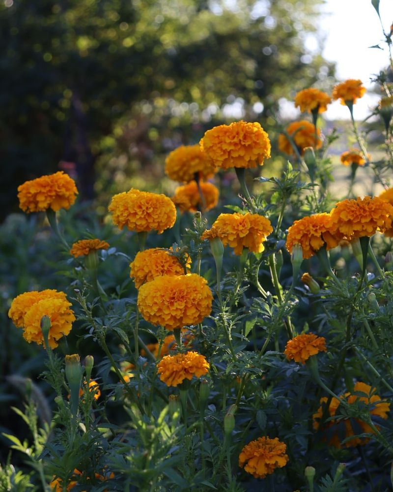 Marigolds: Colorful Rat Guards
