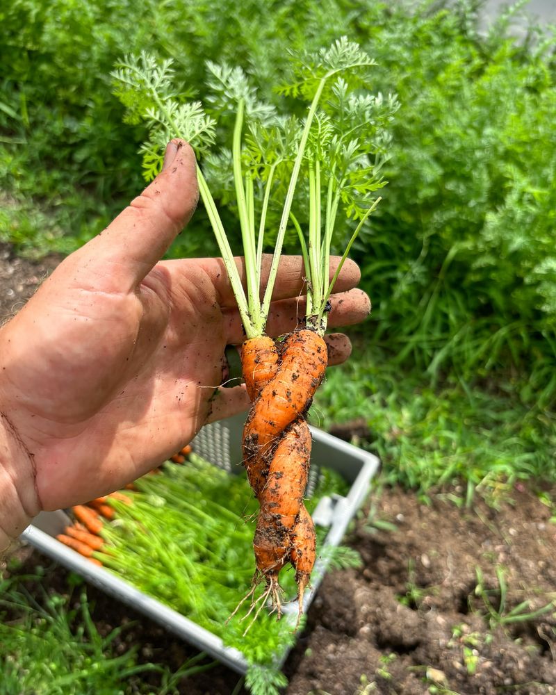 Carrots and Dill